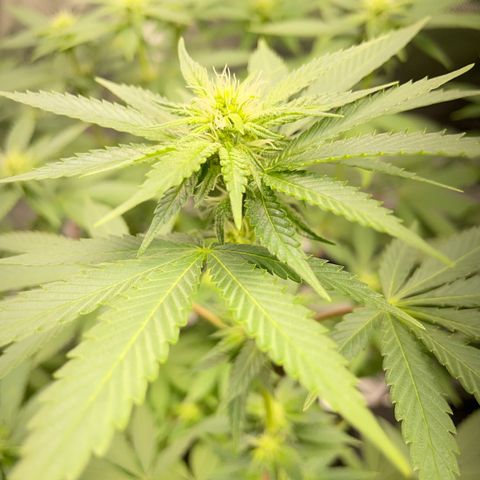 Critical Kush Photo Mainlining 1th Try growlog timeline photo