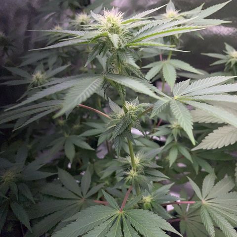 Critical Kush Photo Mainlining 1th Try growlog timeline photo