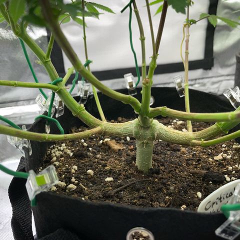 Critical Kush Photo Mainlining 1th Try growlog timeline photo