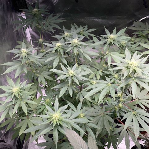 Critical Kush Photo Mainlining 1th Try growlog timeline photo