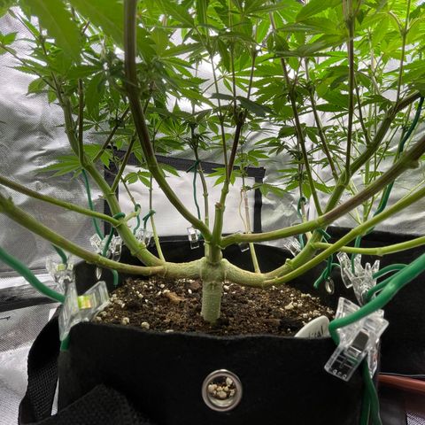 Critical Kush Photo Mainlining 1th Try growlog timeline photo