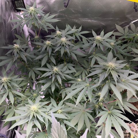 Critical Kush Photo Mainlining 1th Try growlog timeline photo