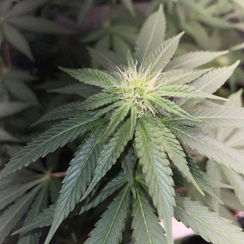 Critical Kush Photo Mainlining 1th Try growlog timeline photo