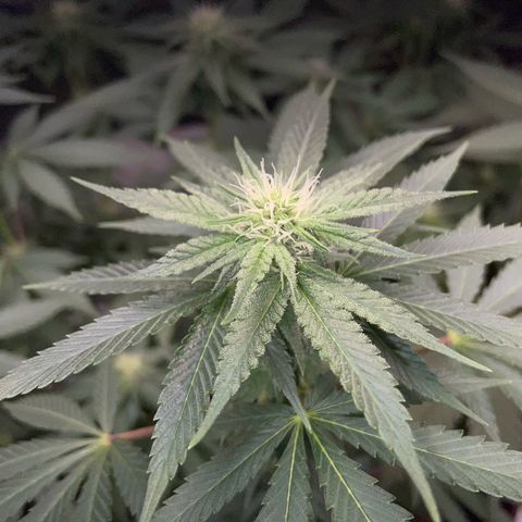 Critical Kush Photo Mainlining 1th Try growlog timeline photo