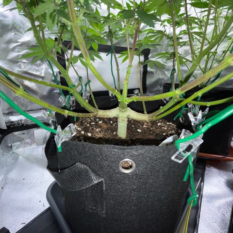 Critical Kush Photo Mainlining 1th Try growlog timeline photo
