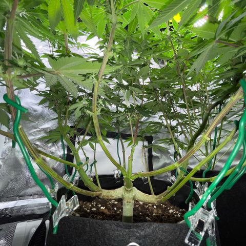 Critical Kush Photo Mainlining 1th Try growlog timeline photo