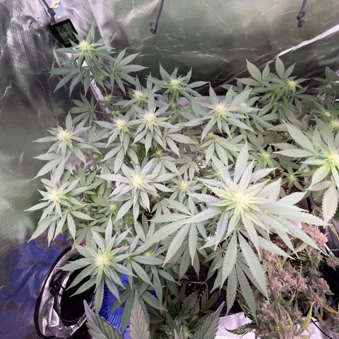 Critical Kush Photo Mainlining 1th Try growlog timeline photo