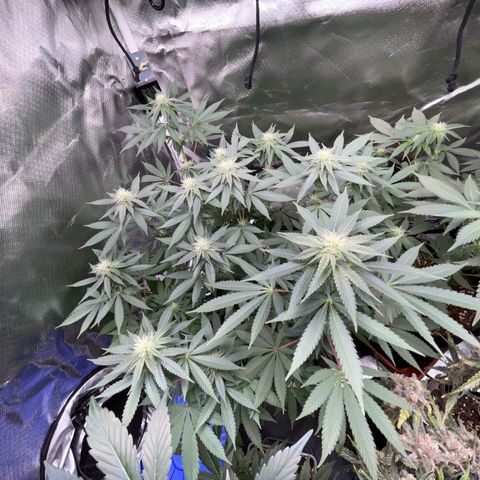 Critical Kush Photo Mainlining 1th Try growlog timeline photo