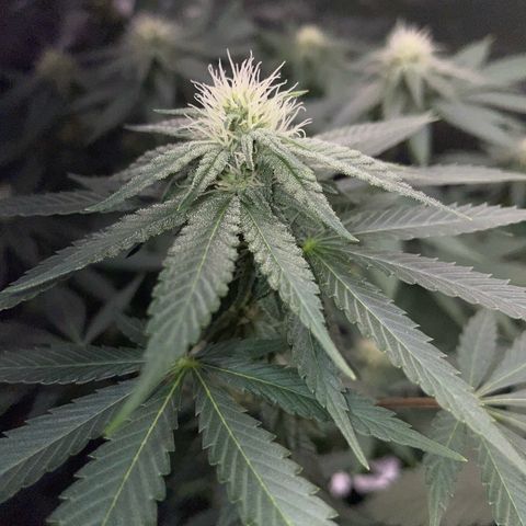 Critical Kush Photo Mainlining 1th Try growlog timeline photo