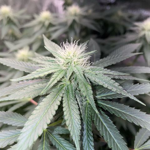 Critical Kush Photo Mainlining 1th Try growlog timeline photo