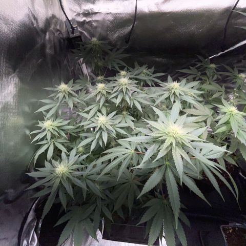 Critical Kush Photo Mainlining 1th Try growlog timeline photo