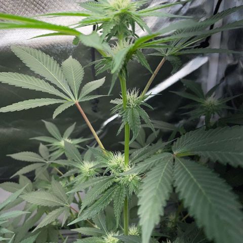 Critical Kush Photo Mainlining 1th Try growlog timeline photo