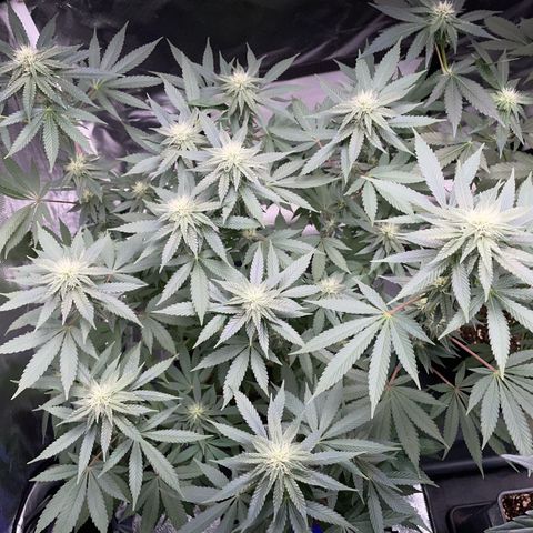 Critical Kush Photo Mainlining 1th Try growlog timeline photo