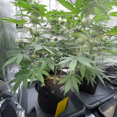 Critical Kush Photo Mainlining 1th Try growlog timeline photo