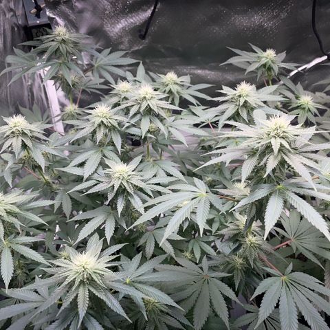 Critical Kush Photo Mainlining 1th Try growlog timeline photo
