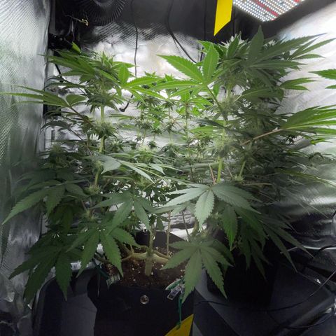 Critical Kush Photo Mainlining 1th Try growlog timeline photo