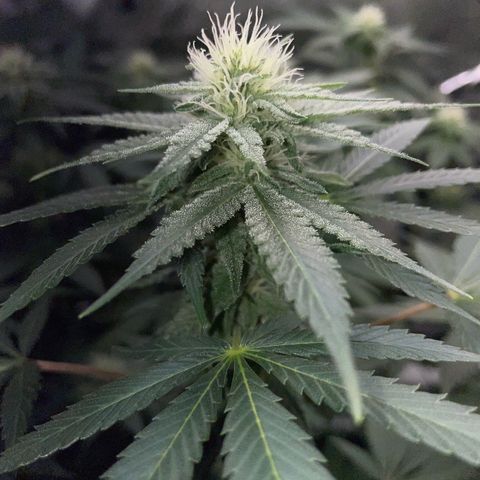Critical Kush Photo Mainlining 1th Try growlog timeline photo