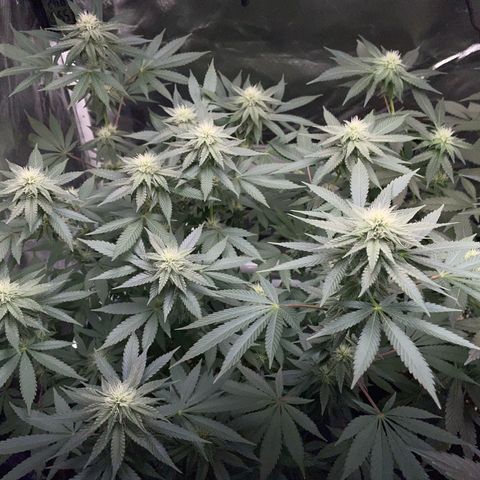 Critical Kush Photo Mainlining 1th Try growlog timeline photo