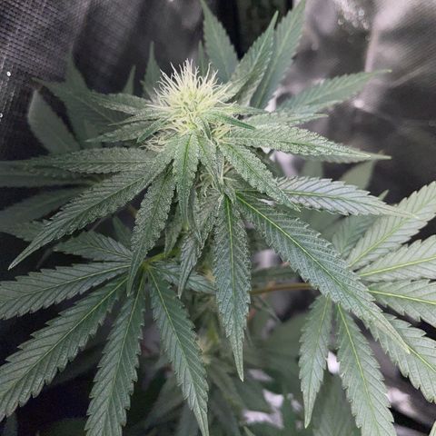Critical Kush Photo Mainlining 1th Try growlog timeline photo