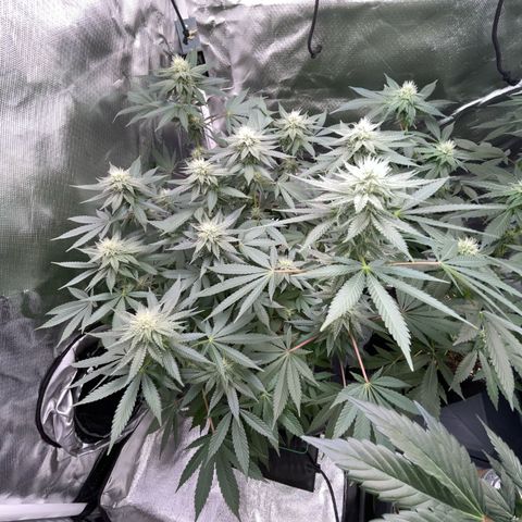 Critical Kush Photo Mainlining 1th Try growlog timeline photo