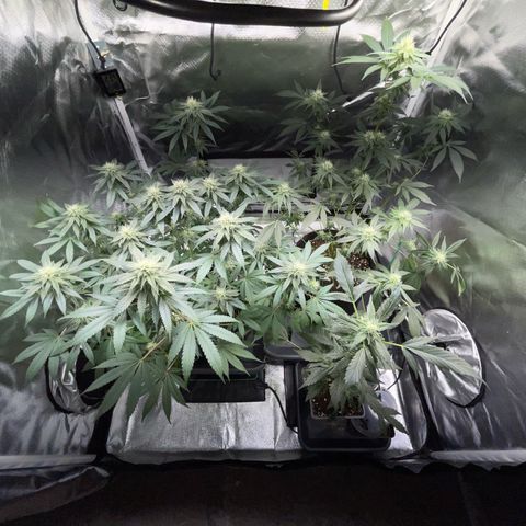 Critical Kush Photo Mainlining 1th Try growlog timeline photo