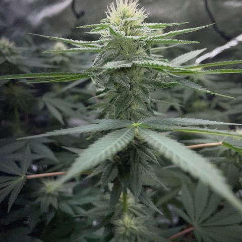 Critical Kush Photo Mainlining 1th Try growlog timeline photo