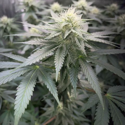 Critical Kush Photo Mainlining 1th Try growlog timeline photo