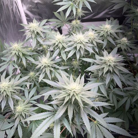 Critical Kush Photo Mainlining 1th Try growlog timeline photo