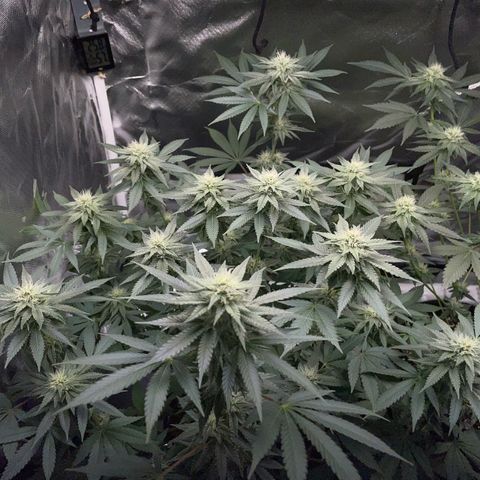 Critical Kush Photo Mainlining 1th Try growlog timeline photo