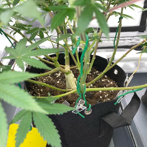 Critical Kush Photo Mainlining 1th Try growlog timeline photo