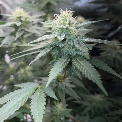 Critical Kush Photo Mainlining 1th Try growlog timeline photo