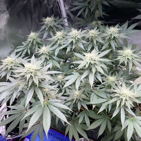 Critical Kush Photo Mainlining 1th Try growlog timeline photo
