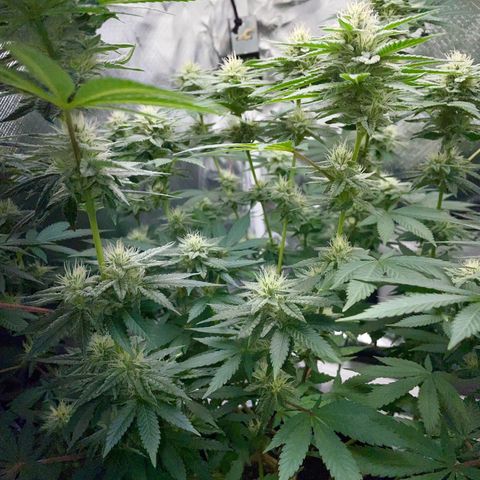 Critical Kush Photo Mainlining 1th Try growlog timeline photo