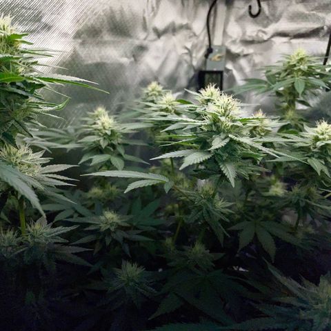 Critical Kush Photo Mainlining 1th Try growlog timeline photo