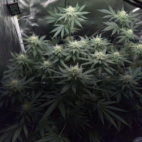 Critical Kush Photo Mainlining 1th Try growlog timeline photo