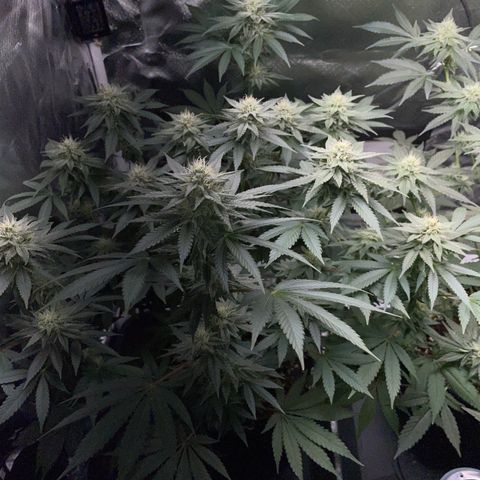 Critical Kush Photo Mainlining 1th Try growlog timeline photo