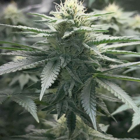 Critical Kush Photo Mainlining 1th Try growlog timeline photo