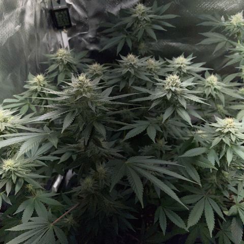 Critical Kush Photo Mainlining 1th Try growlog timeline photo
