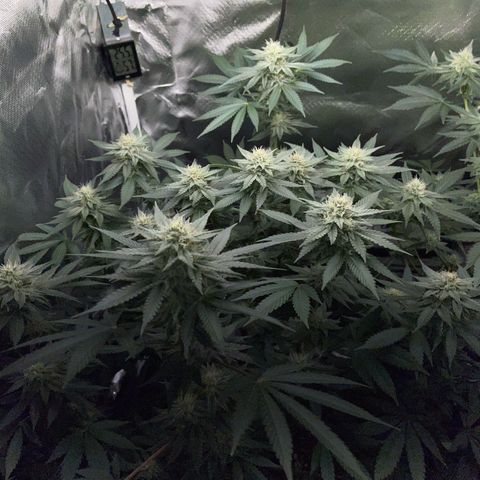Critical Kush Photo Mainlining 1th Try growlog timeline photo