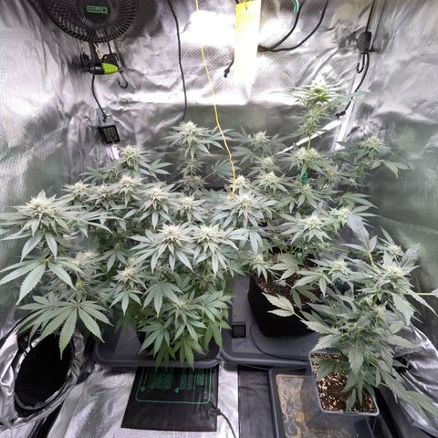 Critical Kush Photo Mainlining 1th Try growlog timeline photo