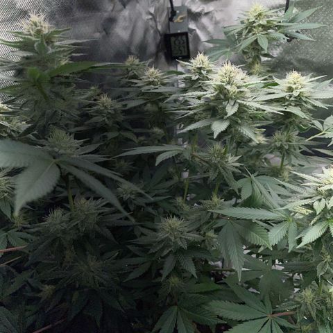 Critical Kush Photo Mainlining 1th Try growlog timeline photo