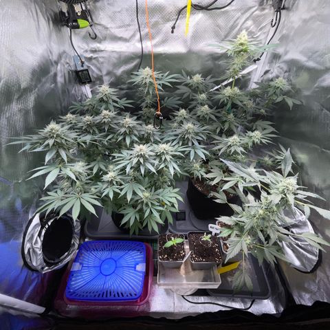 Critical Kush Photo Mainlining 1th Try growlog timeline photo
