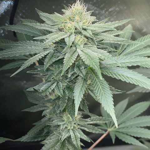 Critical Kush Photo Mainlining 1th Try growlog timeline photo