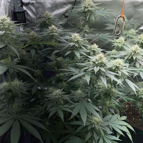 Critical Kush Photo Mainlining 1th Try growlog timeline photo