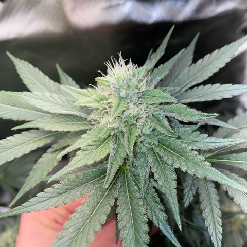 Critical Kush Photo Mainlining 1th Try growlog timeline photo