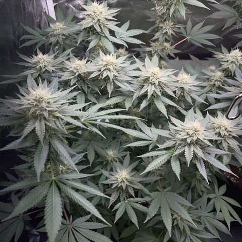 Critical Kush Photo Mainlining 1th Try growlog timeline photo