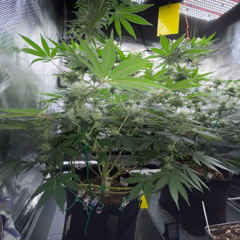 Critical Kush Photo Mainlining 1th Try growlog timeline photo