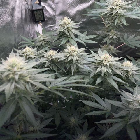 Critical Kush Photo Mainlining 1th Try growlog timeline photo