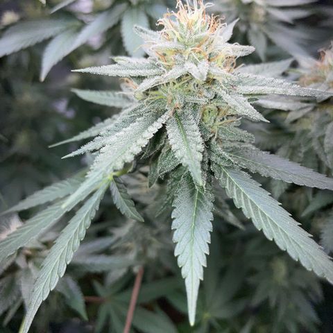 Critical Kush Photo Mainlining 1th Try growlog timeline photo