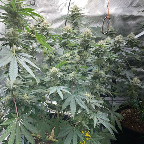 Critical Kush Photo Mainlining 1th Try growlog timeline photo